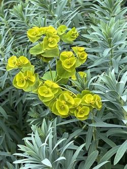 <i>Euphorbia</i> &lsquo;Blue Haze&rsquo;